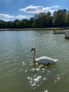 Cisne 