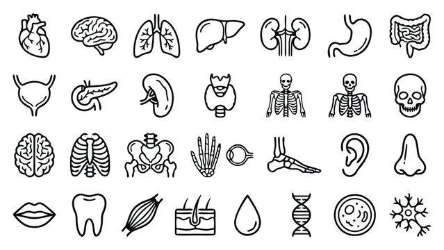 Minimalist Human Anatomy and Organ Line Icon Set. Vector Outline Symbols of Heart, Brain, Lungs, Skeleton, DNA, Cells, and Body Systems. Professional Medical Graphics for Education and Healthcare.