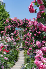 Obraz premium バラ・薔薇・バラ園 ・神戸