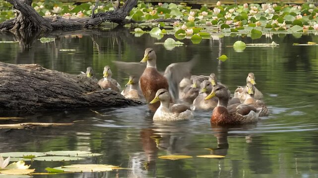 Flock of mallard ducks swimming together in a peaceful pond covered with blooming water lilies next to a large fallen tree trunk