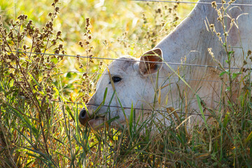 Close em um bovino se alimentando de capim no pasto de uma fazenda. © Angela