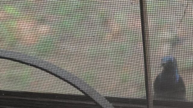 A Bird attacking its reflection