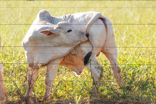 Um bovino, no meio do pasto, contorcendo-se para co&ccedil;ar o rabo.