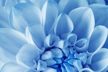 Obraz premium Macro photo of soft white blue petals in soft focus. Gentle organic texture background for beauty and wellness design. Top view beautiful flower dahlia as natural organic nature geometric pattern.