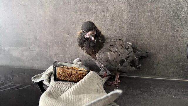 A Young Bird Awaits Its Meal: Captivating Moments of a Pigeon Chick Feeding From a Dish on a Kitchen Counter