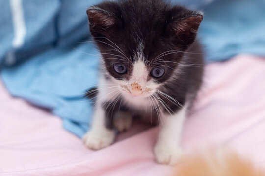 Um gatinho filhote, preto e branco, sentado sobre cama com len&ccedil;ol cor-de-rosa e panos na cor azul.