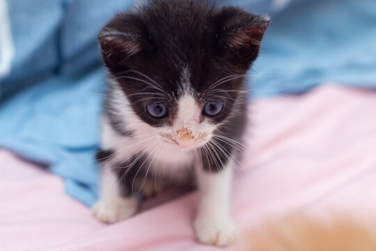 Um gatinho filhote, preto e branco, sentado sobre cama com len&ccedil;ol cor-de-rosa e panos na cor azul.