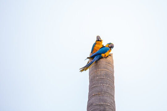 Duas Araras Canind&eacute;s empoleiradas no tronco seco de um coqueiro, em dia de c&eacute;u nublado.