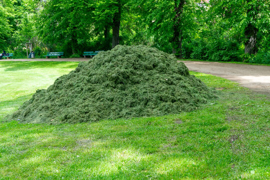 A pile of freshly mowed grass in a park.