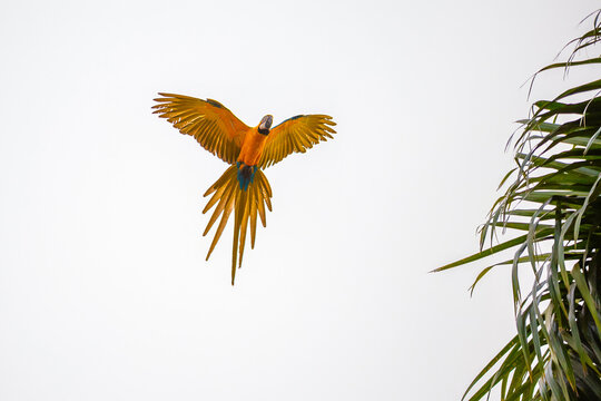 Arara Canind&eacute; voando no c&eacute;u muito nublado com detalhe de coqueiro do lado.