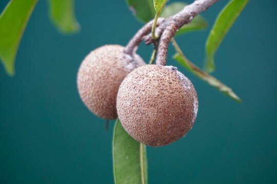 Close up of tropical sapodilla chiku fruits with green leaves
