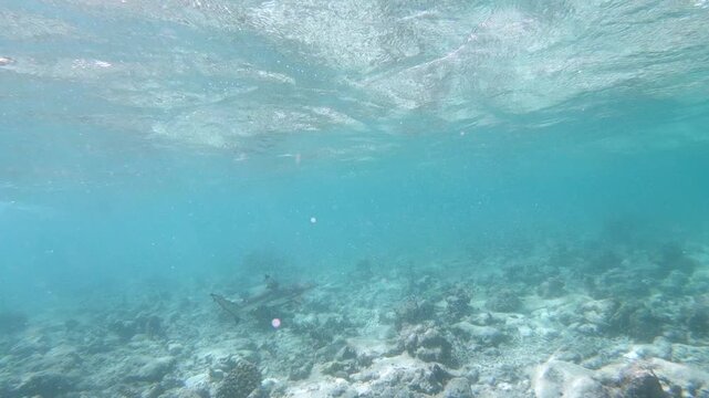 A blacktip shark is huntiong along the reef in the Indian Ocean, Maldives. Scuba diver and coral reef. The blacktip shark (Carcharhinus limbatus) is a species of requiem shark in the family Carcharhin