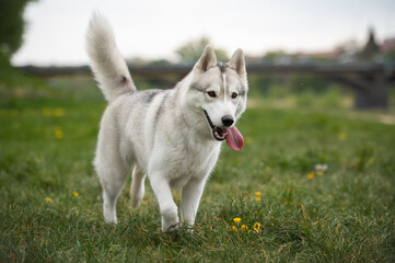 Siberian Husky dog walking in the summer park in natural light © Кристина Чижмар