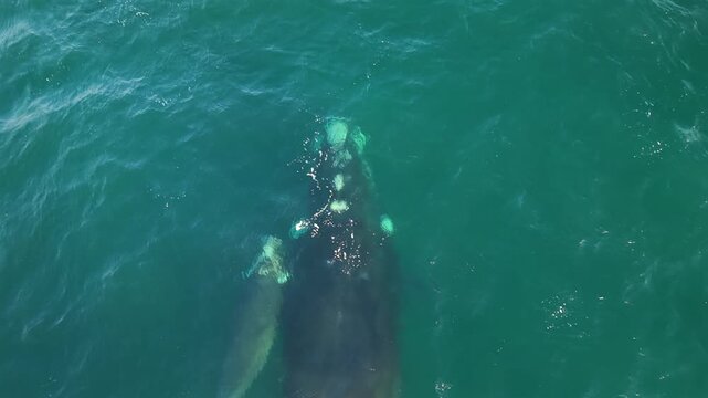 Southern right whale mother and calf swimming near Puerto Madryn, Patagonia, Argentina.