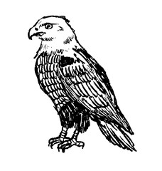 Fototapeta premium Eagle sketch, hand drawn bird of prey with powerful talons and detailed feathers. Wildlife raptor doodle art, nature study hawk avian predator, black white ink drawing