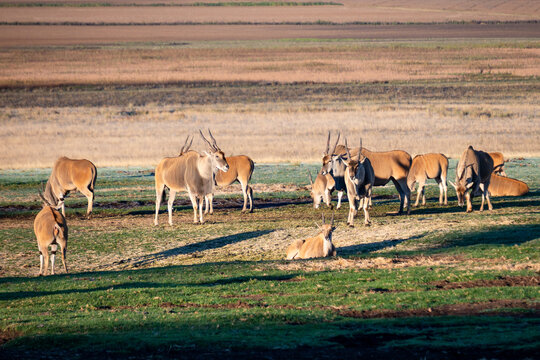 R&eacute;serve en Afrique du Sud avec troupeau antilopes