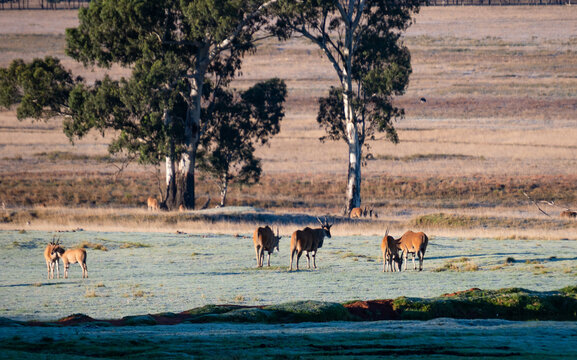 Parc priv&eacute;e en Afrique du Sud avec troupeau d'antilopes