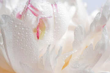 Close-up macro photo of white peony petals with tiny dew drops and soft pink accents, ideal for skincare, beauty, wedding stationery, floral design, freshness, and romance © Yevhenii Khil