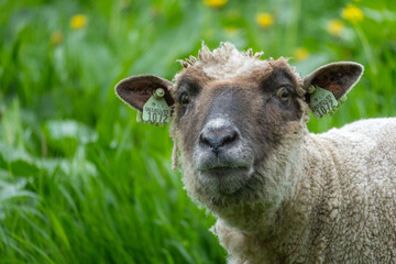 Close up portrait of sheep with ear tags standing in green meadow in rural countryside © Edijs
