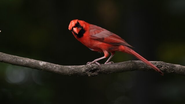 A male Northern Cardinal (Cardinalis cardinalis) rests on a branch in a forest park.
