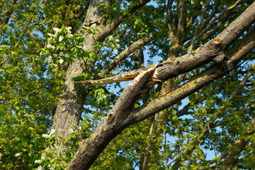 Fototapeta premium Broken tree branch rests against the trunk