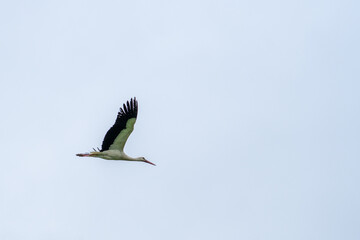 Fototapeta premium White stork flying through pale cloudy sky with wide copy space minimalist wildlife scene
