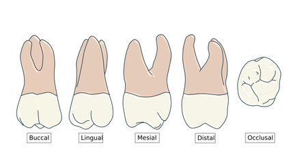Maxillary First Molar Anatomy Diagram - Multi-View Dental Illustration © Bhuvana