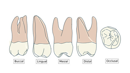 Maxillary Second Molar Anatomy Diagram - Multi-View Dental Illustration © Bhuvana