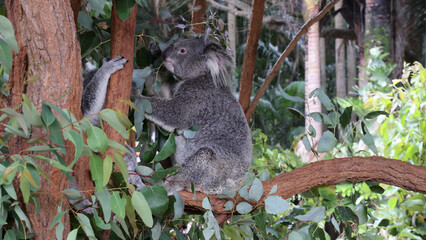 Fototapeta premium Two Koalas Interacting and Climbing in a Lush Eucalyptus Tree