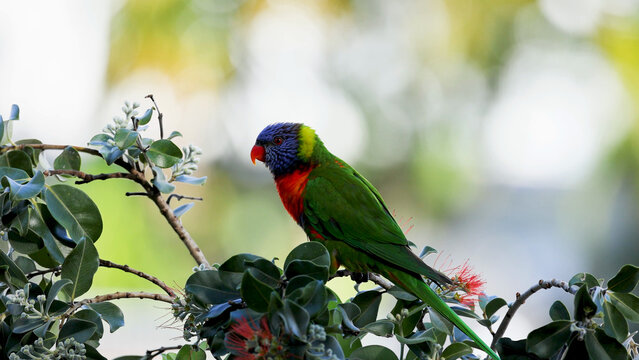 Vibrant Rainbow Lorikeet Perched on a Leafy Branch with Red Flowers