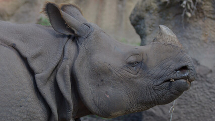 Fototapeta premium Close-up Profile of an Indian Rhinoceros with Thick Wrinkled Skin