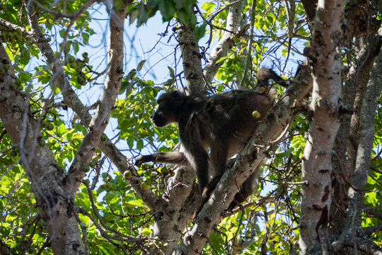 Singe dans un arbre en train de faire la cueillette 