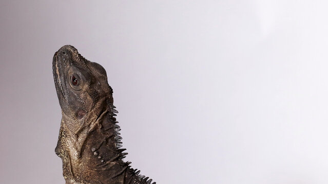 Profile View of a Hydrosaurus Sailfin Lizard Looking Up Against White Background
