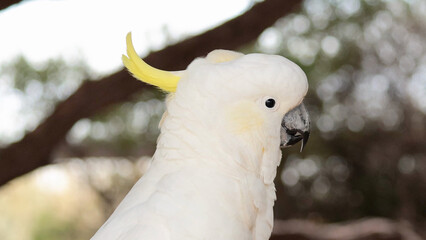 Fototapeta premium Close-up Profile of a Sulphur-crested Cockatoo in the Australian Wilderness