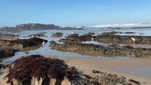 Seagulls hunting for food in tidepools during a minus tide on Nelscott Beach in Lincoln City, Oregon.