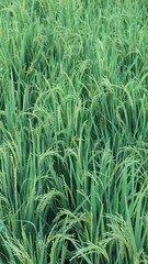 Obraz premium Lush green wheat sways gently in a vast field. Golden stalks rise tall, swaying with soft breeze. Nature's rhythm pulses through every leaf and ear. Perfect for farming, agriculture