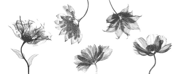 Fototapeta premium Set flowers with X-ray effect. Texture in the form of vector points. The effect of grain and dotted lines. Vector.