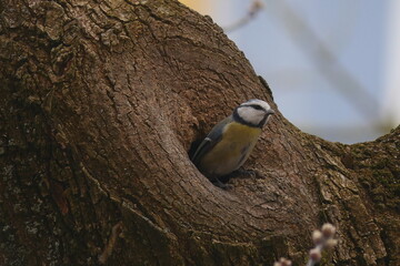 Great Tit Bird Nesting in Tree Hollow with Natural Texture and Subtle Lighting © Echo Visuals