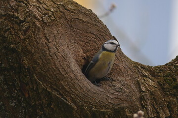 Great Tit Bird Nesting in Tree Trunk Cavity in Natural Habitat © Echo Visuals