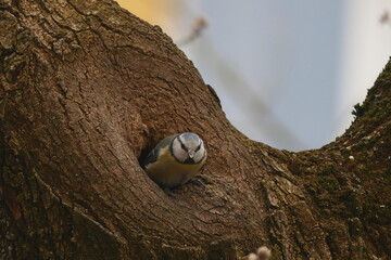 Eurasian Blue Tit Perched in Tree Hollow © Echo Visuals