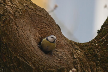 Great Tit Bird in Tree Hollow Nesting Habitat © Echo Visuals