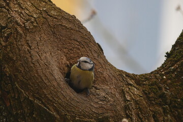 Eurasian Blue Tit Perched in Tree Hollow in Natural Habitat © Echo Visuals