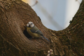 Eurasian Blue Tit Perched in Tree Hollow © Echo Visuals