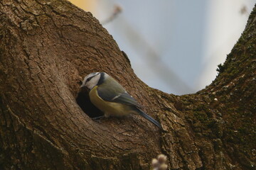 Great Tit Bird Nesting in Tree Trunk Cavity in Natural Habitat © Echo Visuals