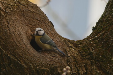 Great Tit Bird Perched at Tree Hollow in Natural Habitat © Echo Visuals