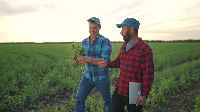 Farmer shows green plant to man. Agriculture teamwork examines soil condition. Nature reflects field crop health. Farmer inspects teamwork success. Soil around highlights agriculture teamwork nature.