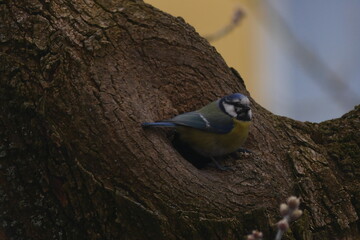 Blue Tit Bird Nesting in Tree Trunk © Echo Visuals