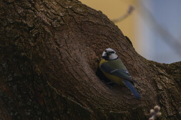 Eurasian Blue Tit Perched on Tree Trunk with Natural Background © Echo Visuals