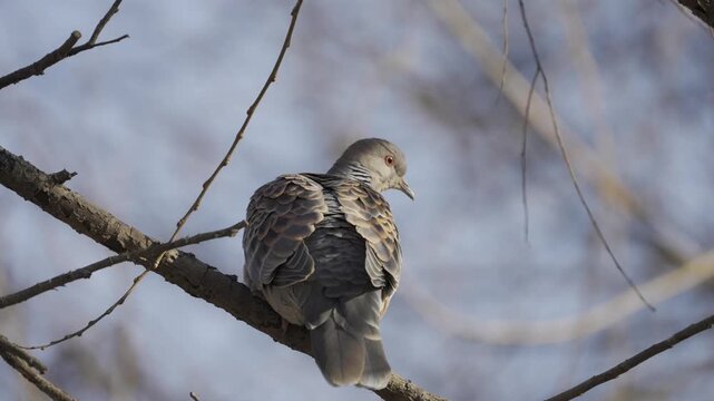 Oriental Turtle Dove Perched on Branch Back View 4K HDR