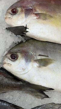 Frozen pompano on ice counter in fish shop, silver yellow fish lying on shallow crushed ice, retail display arranged